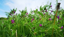 What is a multi-species sward and is it right for your farm? 